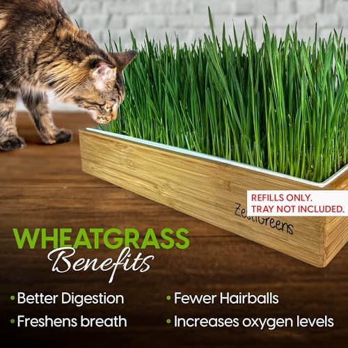 Cat Grass Refills for Self Watering Cat Grass Kit - 4 Mats and 4 Cat Grass Seed Packets (Refill Kit) - Image 5