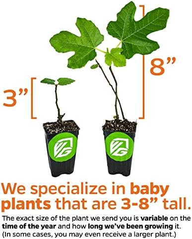 Violette de Bordeaux Fig Tree Live Plant - Ficus carica - Wellspring Gardens - Live Starter Fruit Plant for Your Indoor or Outdoor Garden - Image 5