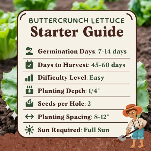 Organic Non-GMO Vegetable Seeds for Planting (Buttercrunch Lettuce) - Image 6