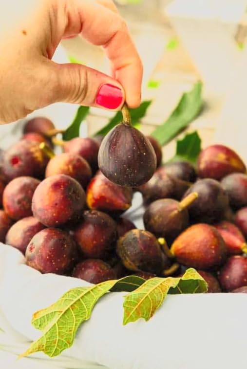 Little Miss Figgy Fig Tree Live Plant – Ficus carica ‘Little Miss Figgy’ – Dwarf Hardy Fig – Sweet Fruit – Compact Patio Fig – 2.5 Inch Pot - Image 3