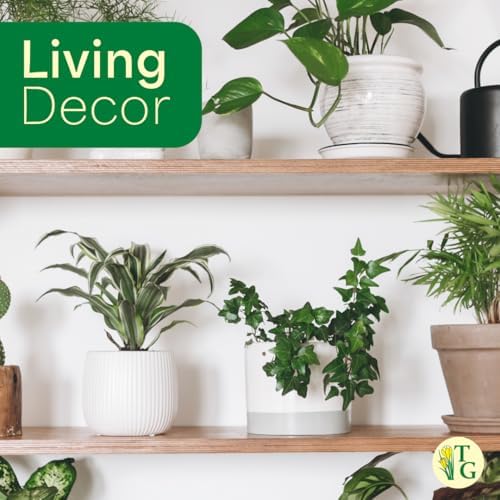 Live Hahn's Green Ivy Plant, Vining Indoor Plant, 6" Pot - Image 7