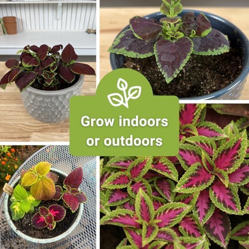 Sow Right Seeds- Rainbow Coleus Seeds for Planting Indoor Shade Flowers 2pk - Image 6