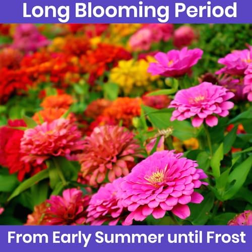 NatureZ Edge Zinnia Seeds for 2026 Planting Outdoors, Over 1600 Flower Seeds, 10g, Non GMO Made in USA, Bulk Semillas De Flores para Sembrar, Pumila Mix, Easy to Grow Zinnia Seed Mix - Image 6
