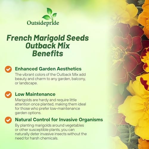 Outsidepride Durango Outback Mix French Marigold Seeds - 250 Pcs Annual, Compact, Heat & Drought Tolerant Flower Seeds for Planting w/Anemone Type Bicolor Blooms, Ideal for Vibrant Pollinator Gardens - Image 3