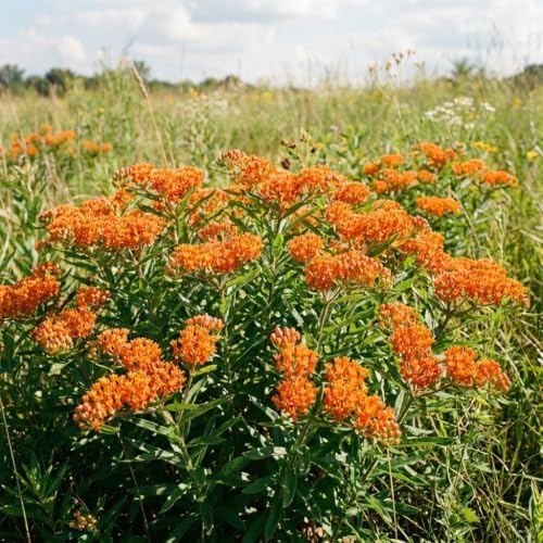 2 Orange Milkweed Live Plants, Flowering Plant, 4-7 Inch Tall - Image 6