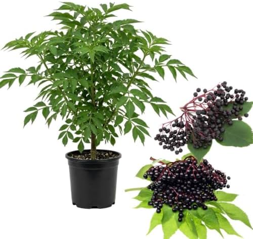 Live Elderberry Plant 1.5-2.5 Feet Tall by Unknown