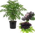 Live Elderberry Plant 1.5-2.5 Feet Tall by Unknown