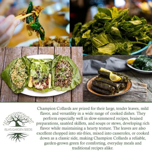 Champion Collard Greens Seeds (Brassica oleracea) – 1,000+ Non-GMO Heirloom Seeds by Isla’s Garden Seeds, Nutrient-Dense & Flavorful Greens, Fast-Growing & Productive, Perfect for Cooking & Smoothies - Image 6