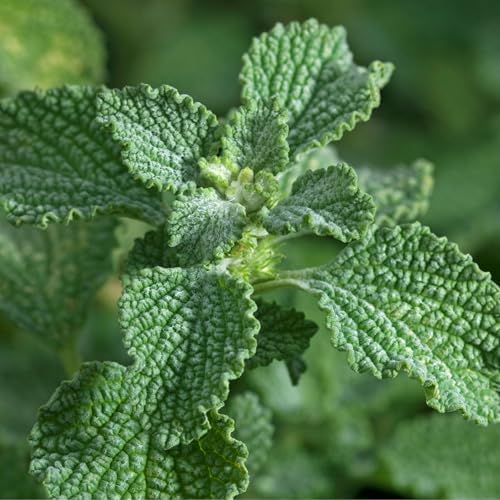 Seed Needs Horehound Seeds to Plant an Herb Garden - 1 Pack - Image 2