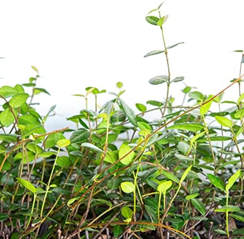 Asiatic Jasmine - 18 Pack (3.25 in. Pots) Evergreen Groundcover Vine - Full Sun Live Outdoor Plant - Image 4