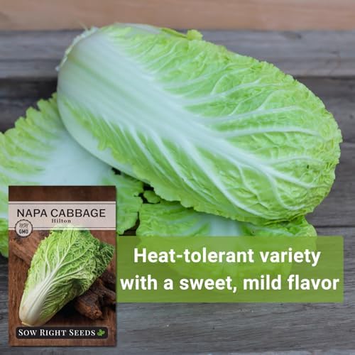 Sow Right Seeds - Hilton Napa Cabbage Seed for Planting Asian Vegetables - Image 5