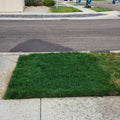NightShift Dark:30 Perennial Ryegrass Grass Seed (Super Dark Grass Seed) (25 lbs) by Unknown