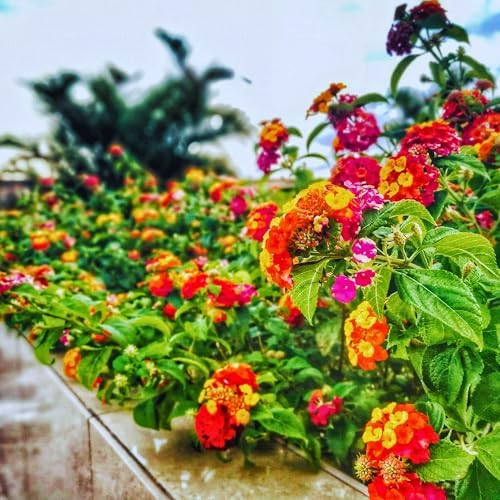 3 Irene Lantanas, Live Plants – Continuous Blooms, Thriving in 2.5” Nursery Cubes - Image 4