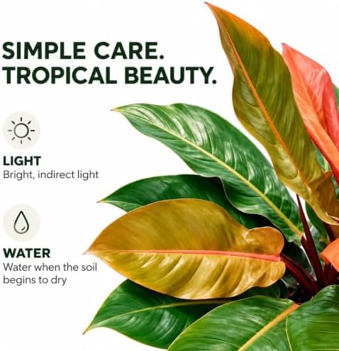 Philodendron Prince of Orange Live Plant in 2" Pot - Image 4