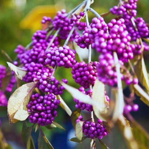 American Beautyberry Live Plant, Border Landscape Shrub, 4 Inch Pot - Image 5