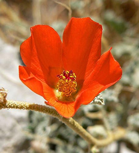 20 Apricot Desert GLOBEMALLOW Mallow Sphaeralcea Ambigua Flower Seeds - Image 5
