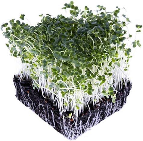 Broccoli Trio Sprouting & Microgreen Mix | Contains 3 Heirloom, Non GMO Broccoli Sprouting Seed Varieties for Sprouts & Microgreens | 1 LB Resealable Bag | Rainbow Heirloom Seed Co. - Image 5