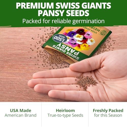 HOME GROWN Swiss Giant Pansy Seeds, 3000 Seeds, Viola - Image 7