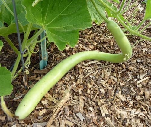 Cucuzza Squash Seeds - 120+ Count - for 2026 Planting Lagenaria siceraria Cucuzzi Snake Gourd Italian Tromboncino Long Bottle Calabash Dudhi Lauki Vegetable Grow Your Own Home Farm - Image 6