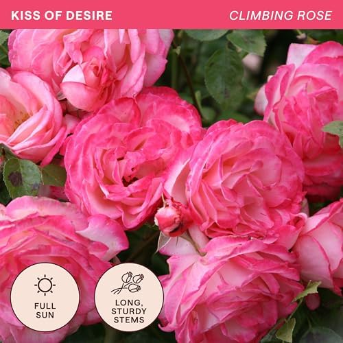 Heirloom Climbing Roses, Live Own Root Plant, Kiss of Desire - Image 4