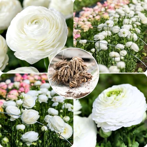 25 White Ranunculus Bulbs for Planting, Peony Perennial Flower - Image 2