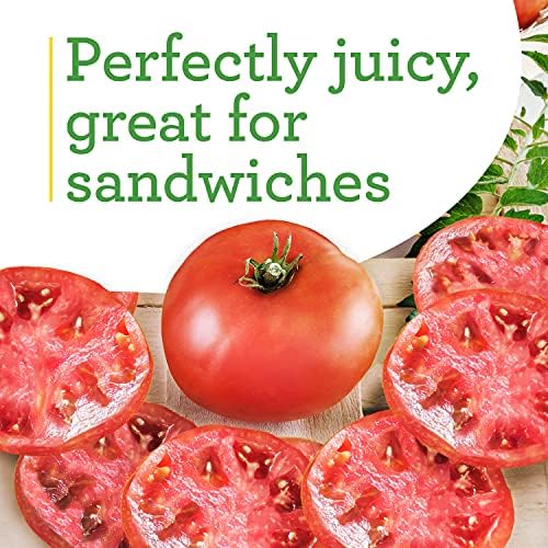 Bonnie Plants Big Boy Tomato Live Vegetable Plants - 4 Pack, 6 - 10 Ft. Plants, 16 - 32 Oz. Tomato Size - Image 4