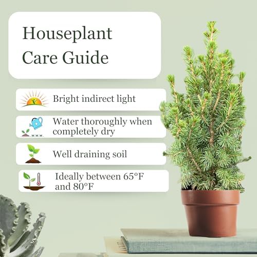 Live Alberta Spruce Tree - Perfect Christmas Decorations - Tabletop Decor, Easy to Grow Air Purifying Indoor House Plants - Live Tree Plant For Home, Office & Giftable (18" Height)(Heat Pack Included) - Image 3
