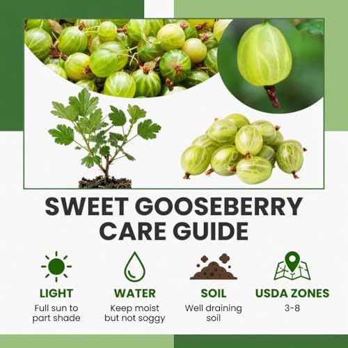 Sweet Gooseberry Plant Live, Gooseberry Bush, 4-6 Inch Tall - Image 3