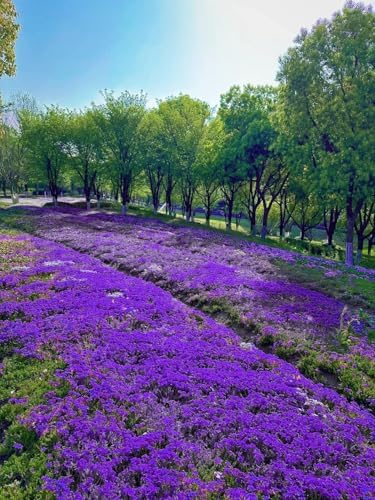 16,000 Creeping Thyme Seeds - Non-GMO Heirloom, Easy Growing Drought Tolerant Low Maintenance, Perennial Aromatic Ground Cover for Garden & Landscaping Outdoor Planting - Image 6