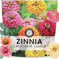 Zinnia California Giants - Large 1 Ounce Packet - 3,000 Flower Seeds for Planting - Zinnia elegans by FamilySown
