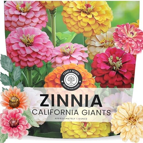 Zinnia California Giants - Large 1 Ounce Packet - 3,000 Flower Seeds for Planting - Zinnia elegans by FamilySown