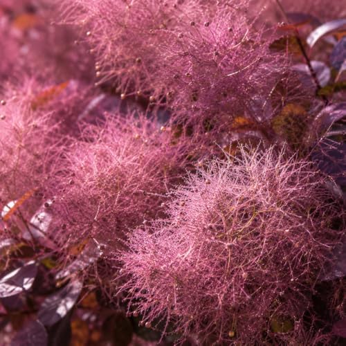 2 Purple Smoke Tree Plants Live, 6-12 Inch Tall in 4" Pot, Royal Purple Foliage Ornamental Shrub, Cold-Hardy Decorative Plant for Sun - Image 7