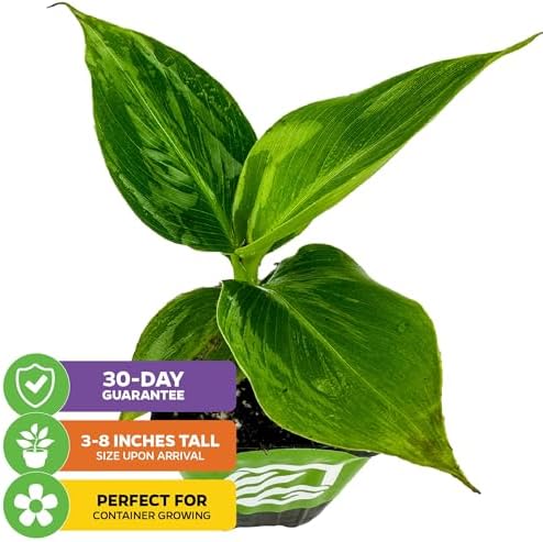 Little Prince Banana Tree (1-Pack) Live Plant by Wellspring Gardens - Image 2