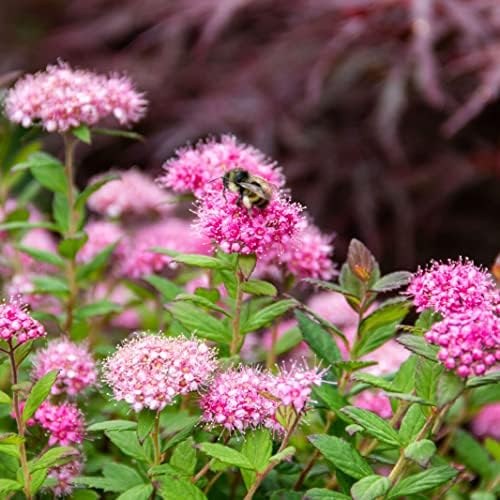 Bloomin' Easy Poprocks Petite Spirea, Live Flowering Shrub, 3 Gallon - Image 3