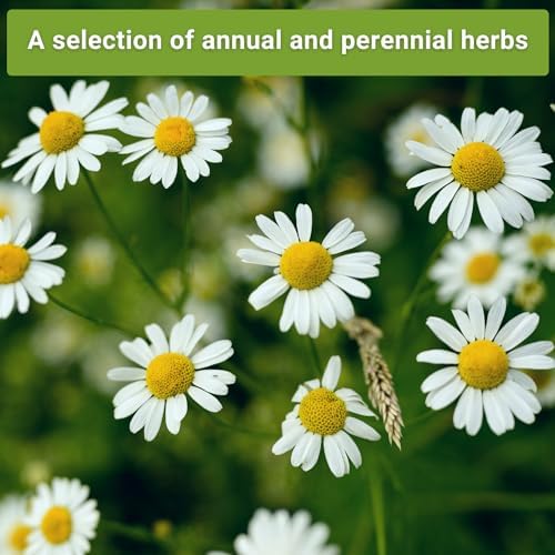 Sow Right Seeds - 15 Herb Seed Collection for Planting Indoor Herbs Garden - Image 3