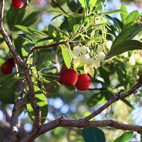 1 Arbutus Unedo Live Strawberry Tree Plant – Sweet Resilient Beauty, Thriving in 2.5" Nursery Cube - Image 2