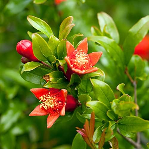Perfect Plants Russian Pomegranate Tree, 1 Gallon, Live Plant - Image 4