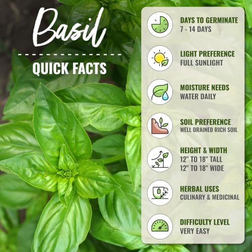 Seed Needs Italian Large Leaf Basil Seeds to Plant an Herb Garden - 10 Packs - Image 4