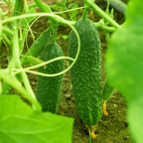 2 Cucumber Plants Live Outdoor, 4-7'' Long, Vine Vegetable Starter Plant - Image 4