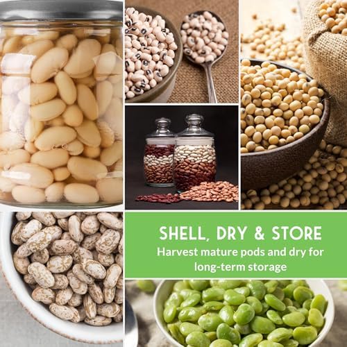Dry Bean Seeds for Planting – 5 Varieties - Survival Garden Seeds - Image 5