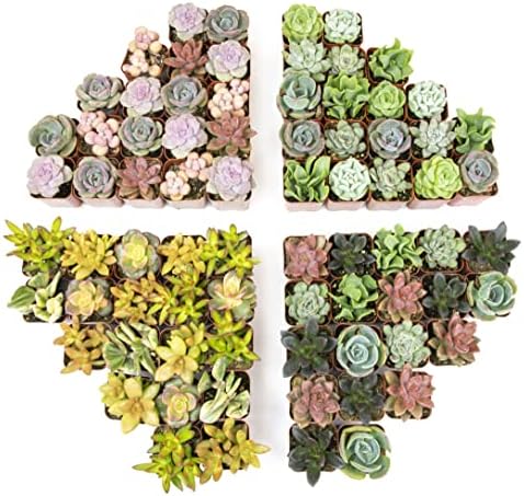 Live Succulents Plants Bulk Plant Tray (50 Pack), Indoor Houseplants, in Cactus and Succulent Soil Mix, Kit Gifts by for Pets, Black by PlantsforPets
