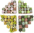 Live Succulents Plants Bulk Plant Tray (50 Pack), Indoor Houseplants, in Cactus and Succulent Soil Mix, Kit Gifts by for Pets, Black by PlantsforPets