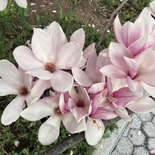 Saucer Magnolia Tree Live Plant, Blooming Shrub, 4-8 Inch Tall - Image 3