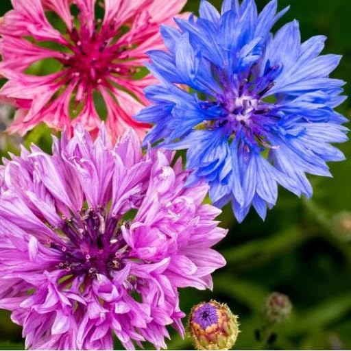 2000+ Cornflower Seeds, Mix Bachelor Button Seeds, Non-GMO Heirloom, Multicolor Cornflower Seeds Bulk, Classic Cottage Garden Flowers, Easy to Grow for Cutting Gardens & Pollinators - Image 2