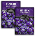 Purple Alyssum Seeds for Planting - Survival Garden Seeds (2 Pack) by SurvivalGardenSeeds