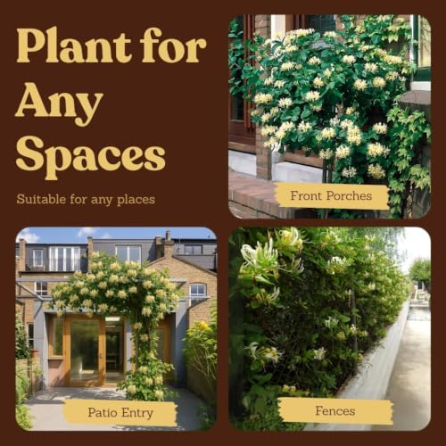 Honeysuckle Plant Live, White Fragrant Japanese Climbing, 2in Pot, 5-Pack - Image 6