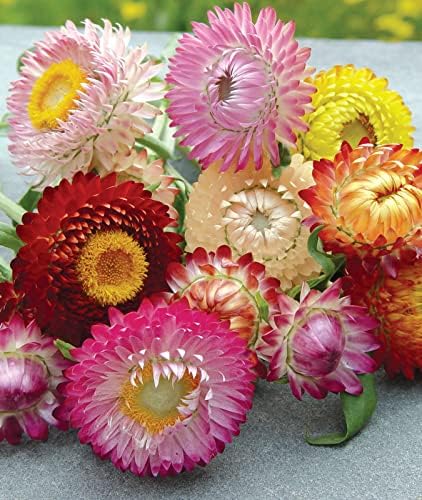 Burpee Tall Mixed Colors Strawflower Seeds 750 seeds - Image 5
