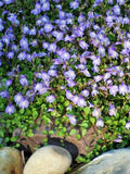 Perennial Farm Marketplace Mazus reptans (Creeping Blue) Live Groundcover, Size- 1 Quart, Bright Bluish Colored Flowers, Zones 5-8 by PerennialFarmMarketplace