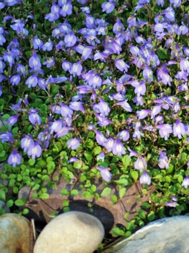 Perennial Farm Marketplace Mazus reptans (Creeping Blue) Live Groundcover, Size- 1 Quart, Bright Bluish Colored Flowers, Zones 5-8 by PerennialFarmMarketplace