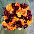 Eden Brothers Ranunculus Bulbs - Fire & Wine Mix by EdenBrothers